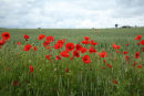 Poppy Field